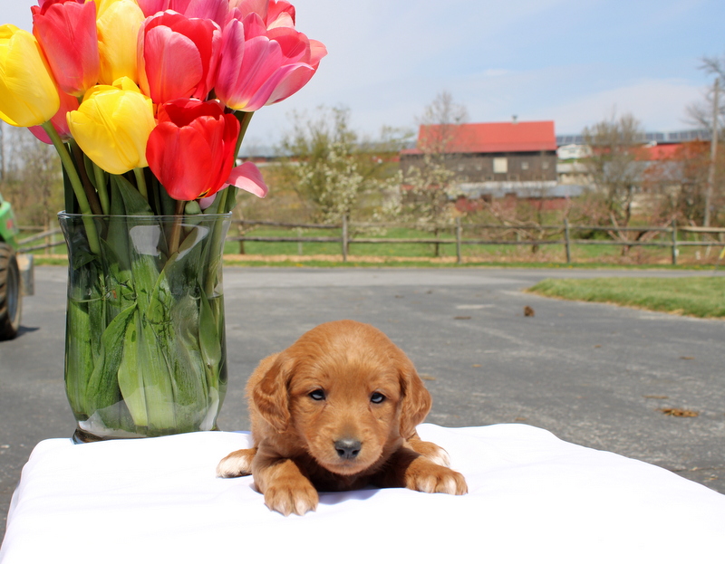 puppy, for, sale, Mini Goldendoodle F2, Matthew B. Stoltzfus, dog, breeder, Gap, PA, dog-breeder, puppy-for-sale, forsale, nearby, find, puppyfind, locator, puppylocator, aca